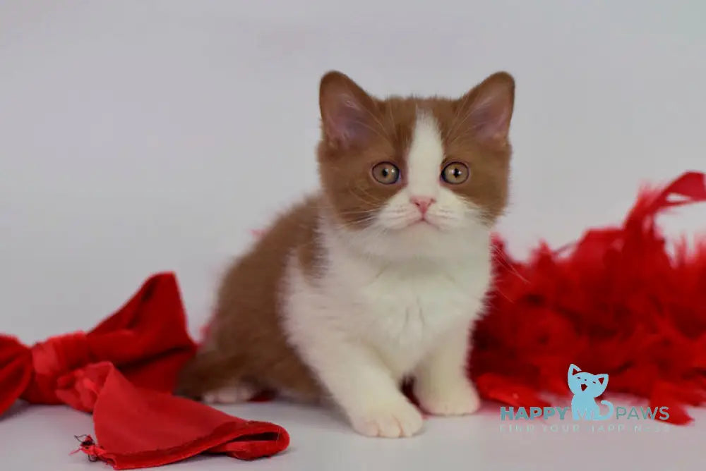 Simca British Shorthair female cinnamon bicolour live animals