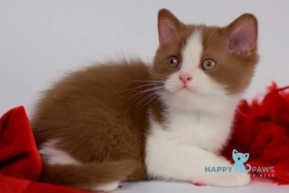 Simca British Shorthair female cinnamon bicolour live animals