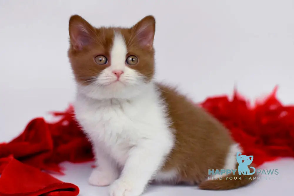 Simca British Shorthair female cinnamon bicolour live animals