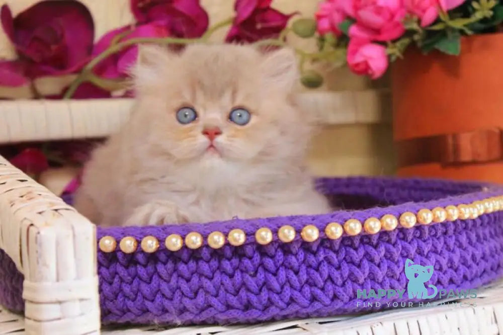 Simeon British Longhair male lilac golden shaded live animals