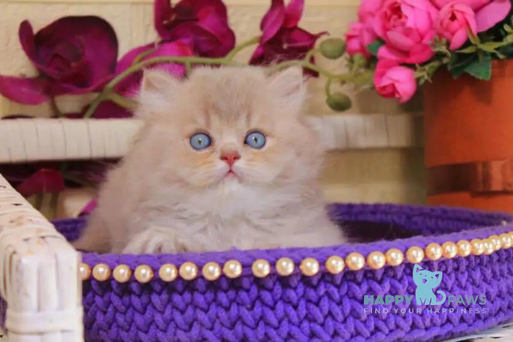 Simeon British Longhair male lilac golden shaded live animals