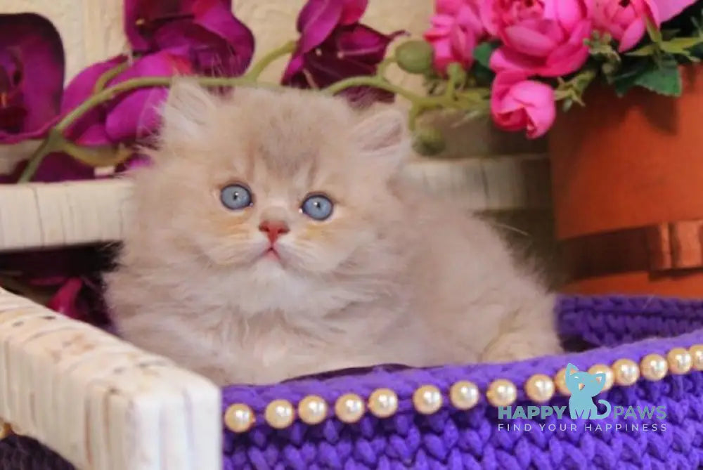 Simeon British Longhair male lilac golden shaded live animals