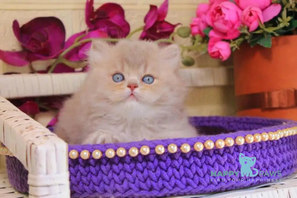 Simeon British Longhair male lilac golden shaded live animals