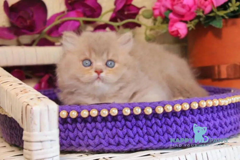 Simeon British Longhair male lilac golden shaded live animals