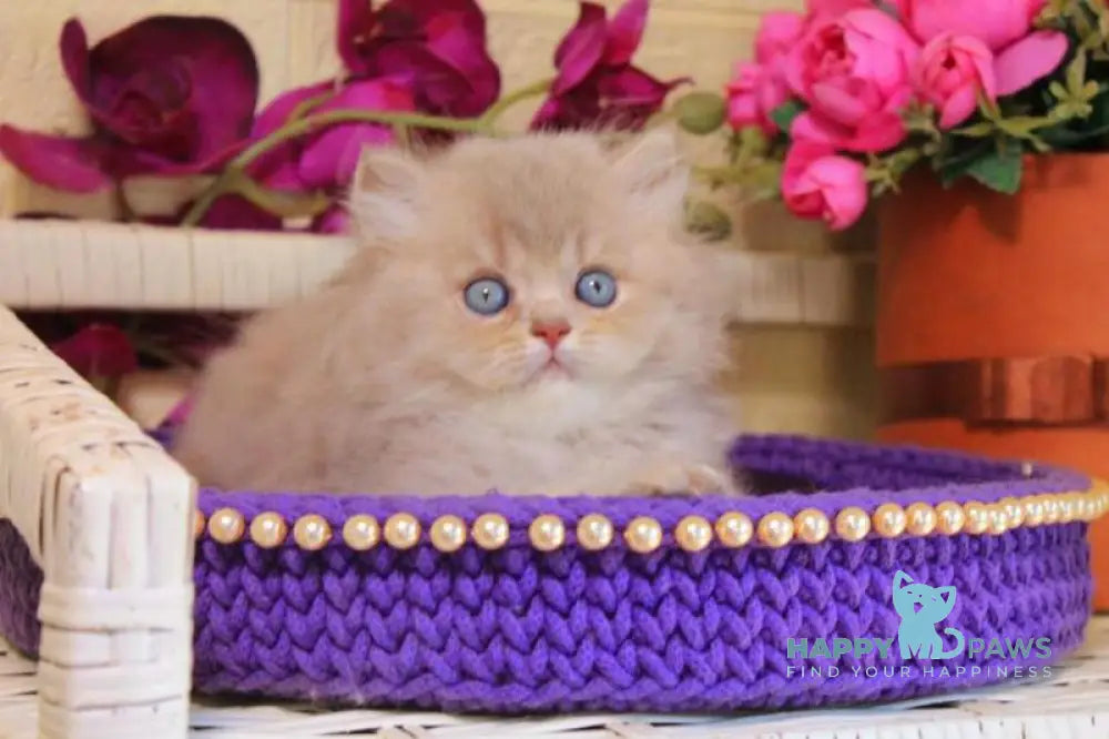 Simeon British Longhair male lilac golden shaded live animals
