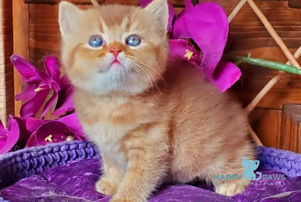 Simeon British Shorthair male cinnamon ticked tabby live animals