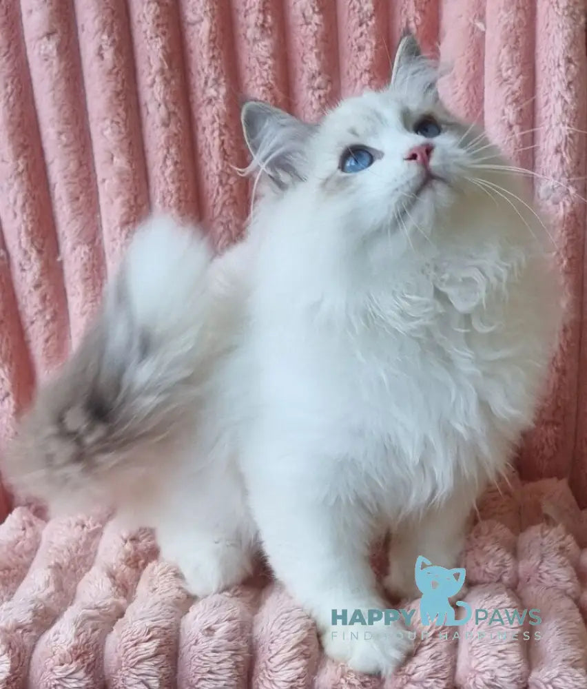 Simeon Siberian male blue tabby pointed with white live animals