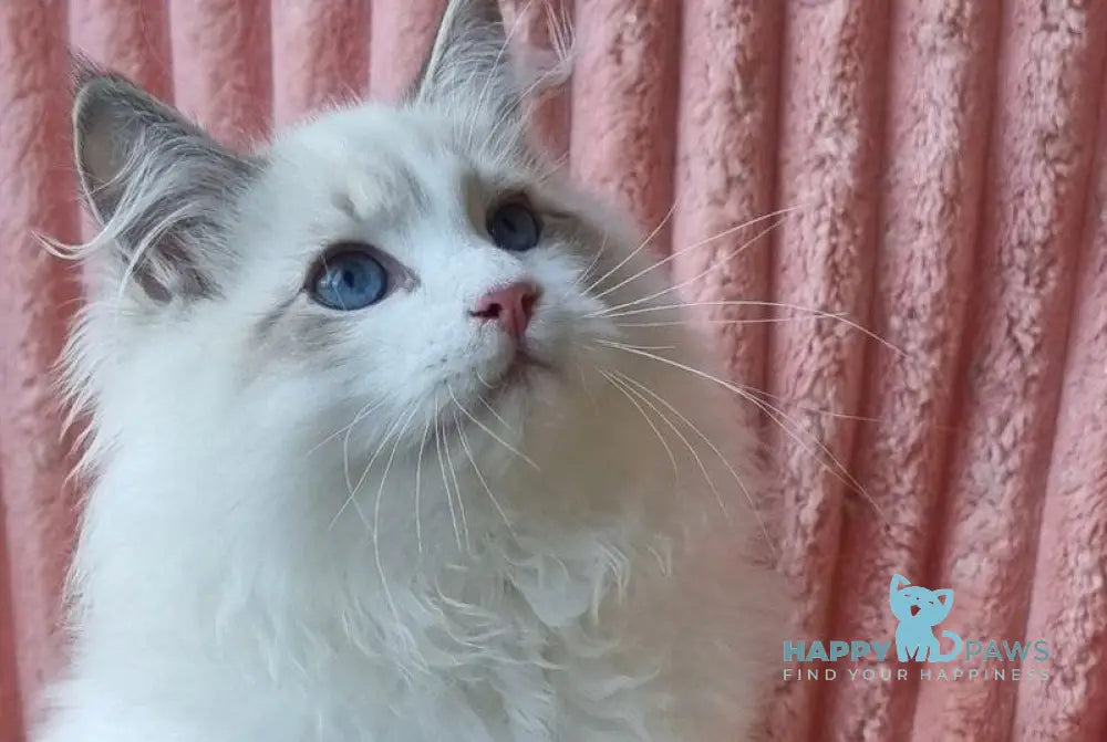 Simeon Siberian male blue tabby pointed with white live animals