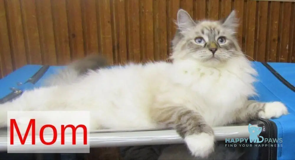 Simeon Siberian male blue tabby pointed with white live animals