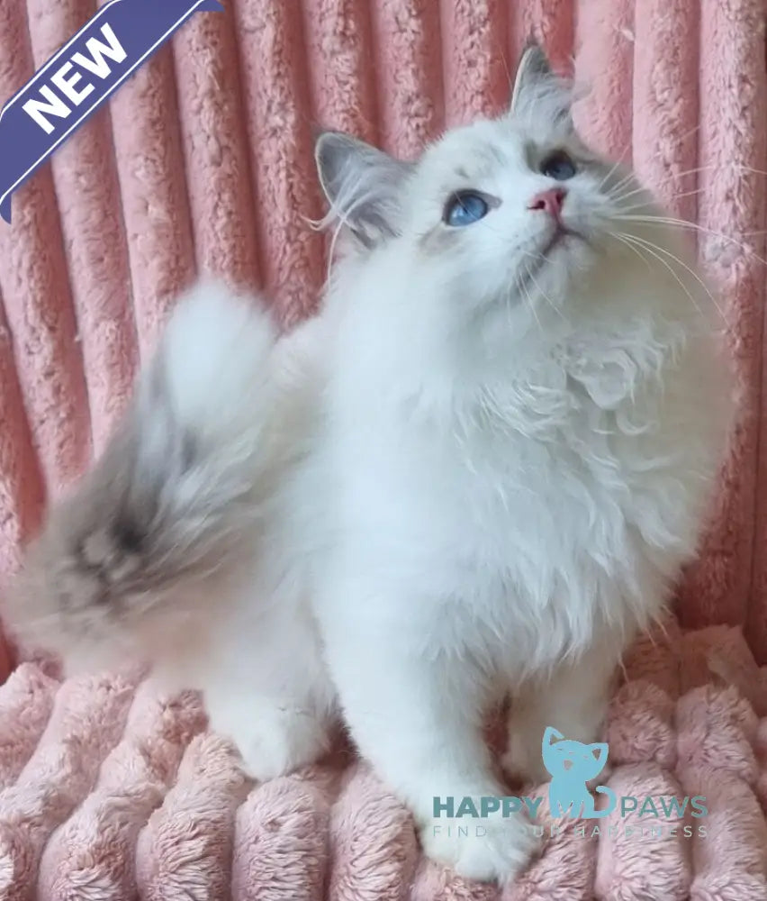 Simeon Siberian male blue tabby pointed with white live animals