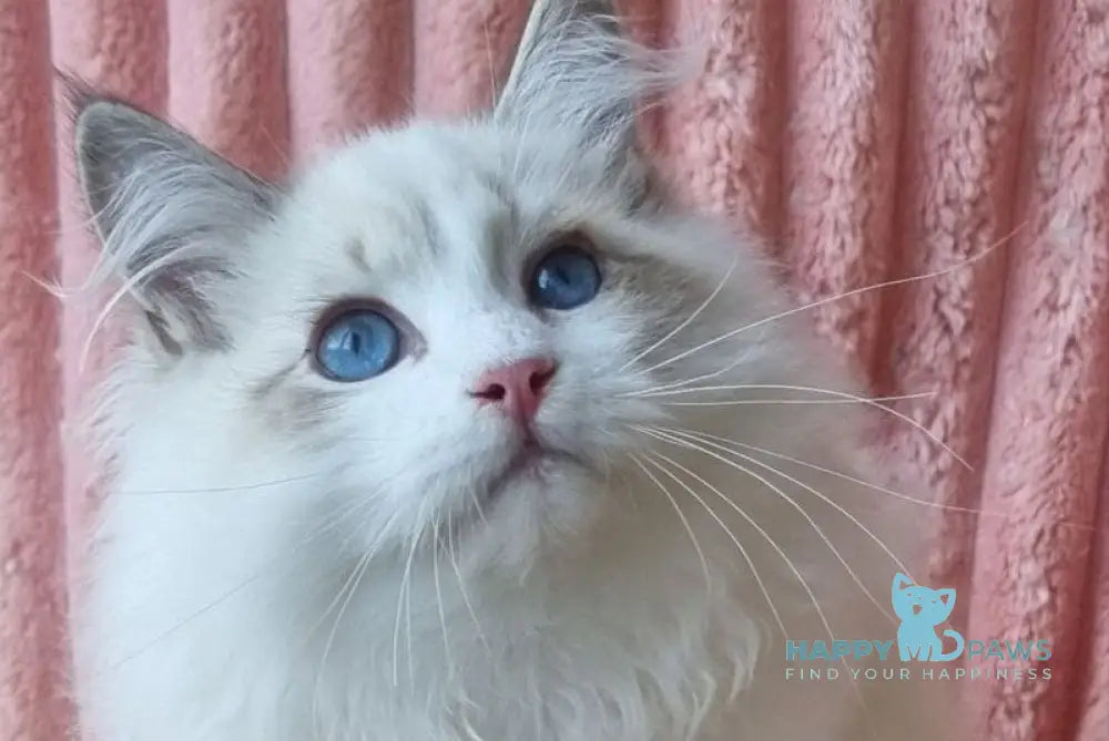 Simeon Siberian male blue tabby pointed with white live animals