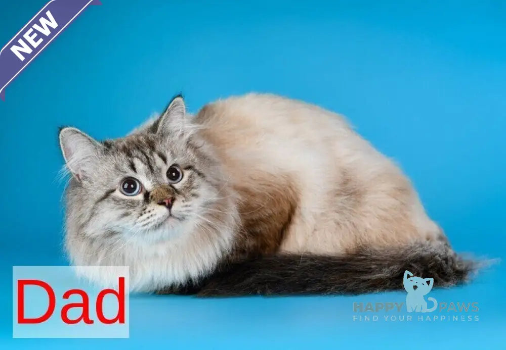 Simeon Siberian male blue tabby pointed with white live animals