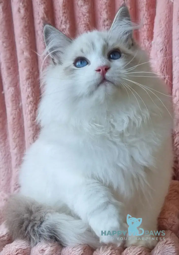 Simeon Siberian male blue tabby pointed with white live animals