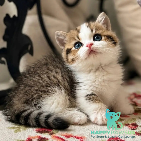 Simic Munchkin male black golden spotted tabby bicolour - live animals