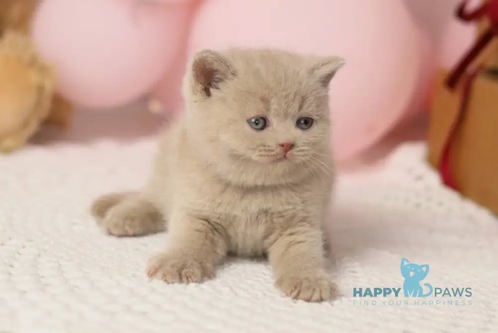 Simmy British Shorthair male fawn live animals