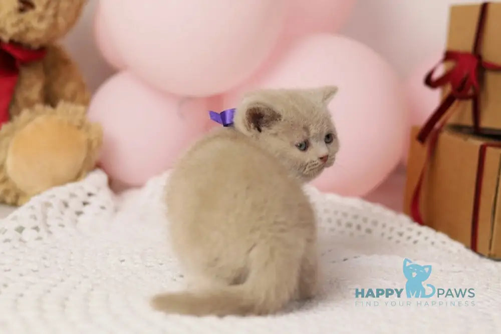 Simmy British Shorthair male fawn live animals