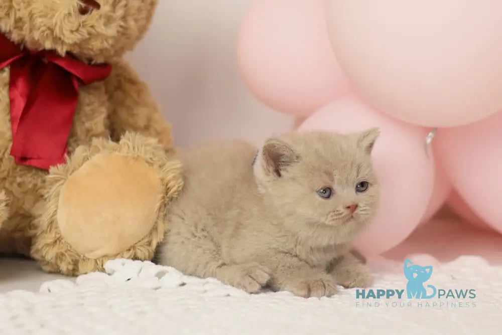Simmy British Shorthair male fawn live animals