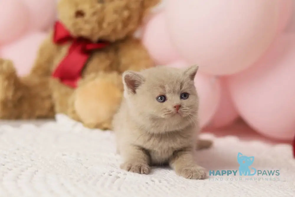 Simmy British Shorthair male fawn live animals