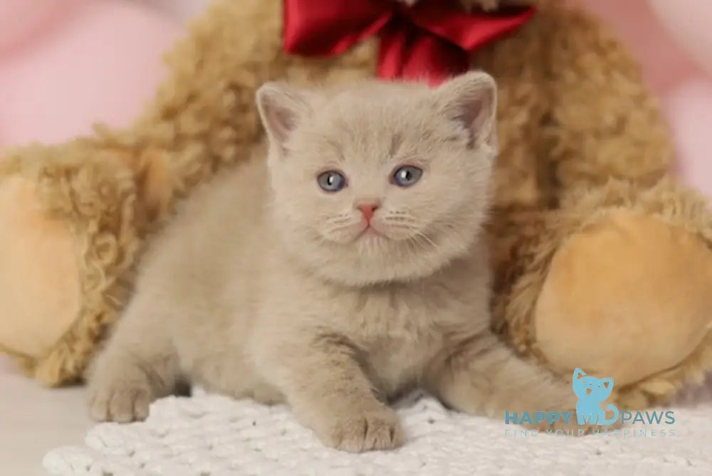Simmy British Shorthair male fawn live animals