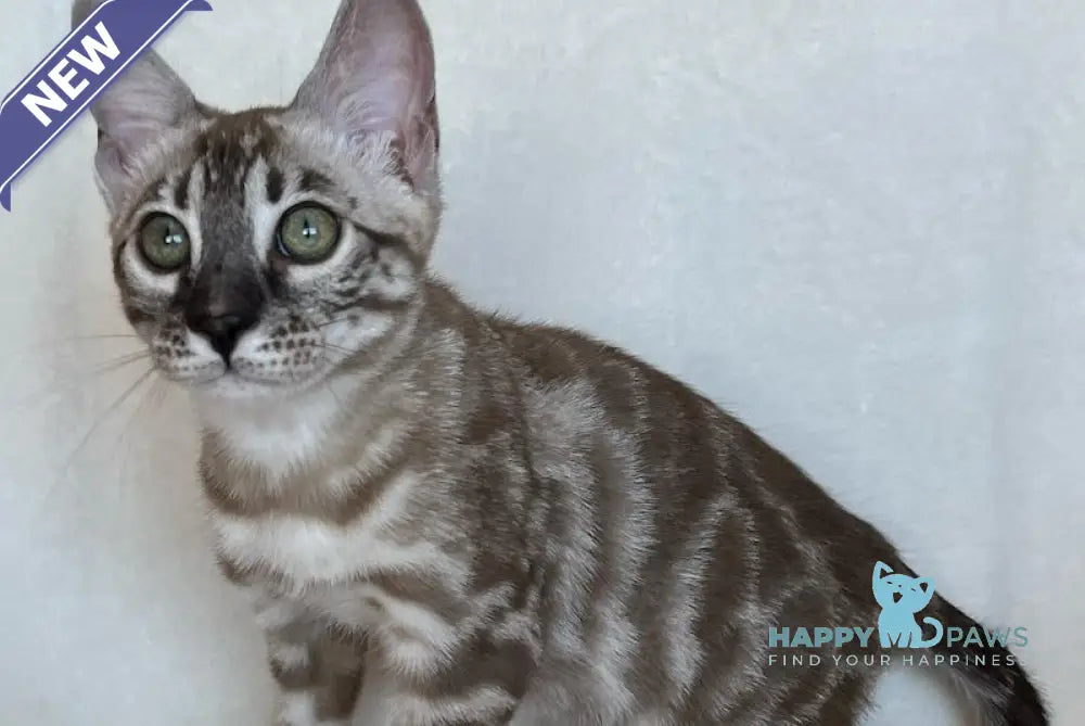 Simon Bengal male snow mink live animals