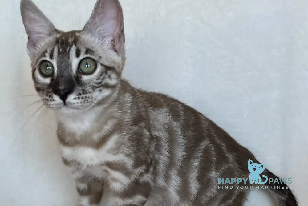 Simon Bengal male snow mink live animals
