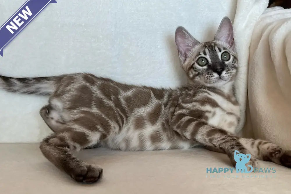 Simon Bengal male snow mink live animals