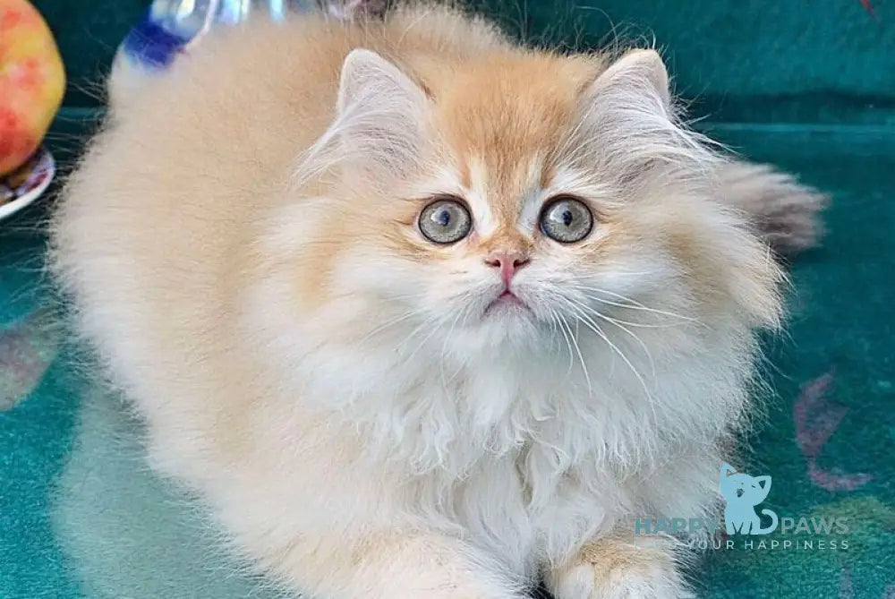 Simon British Longhair male chocolate golden shaded live animals
