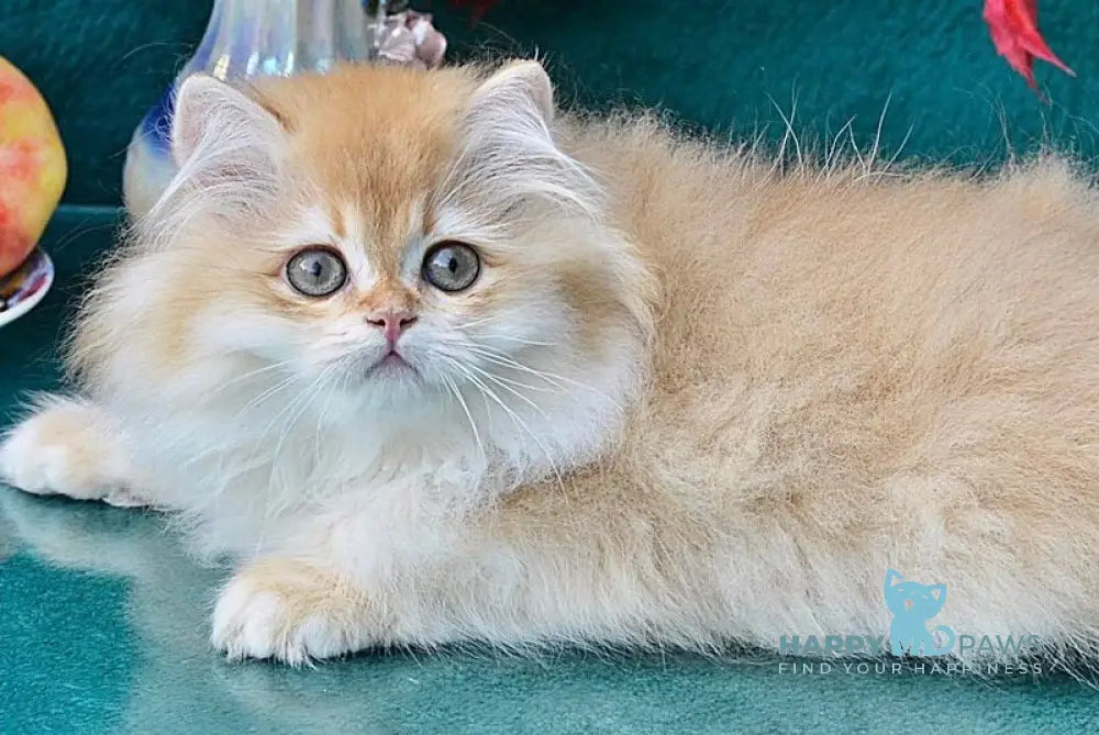 Simon British Longhair male chocolate golden shaded live animals