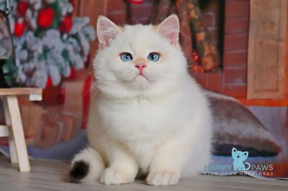 Simon British Shorthair male black golden chinchilla pointed live animals