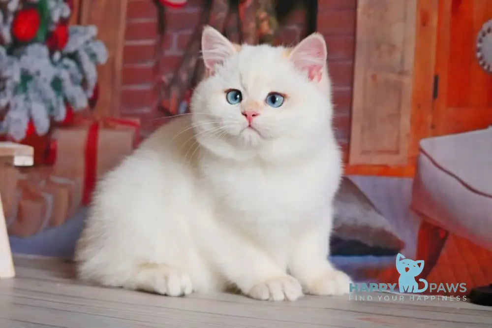 Simon British Shorthair male black golden chinchilla pointed live animals