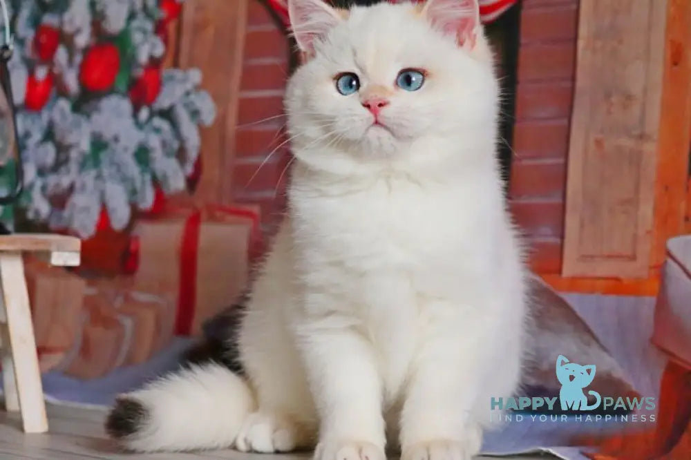 Simon British Shorthair male black golden chinchilla pointed live animals