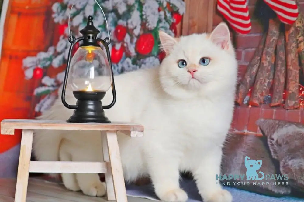 Simon British Shorthair male black golden chinchilla pointed live animals