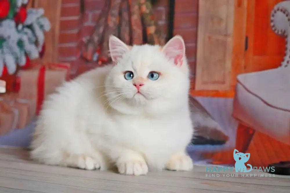 Simon British Shorthair male black golden chinchilla pointed live animals