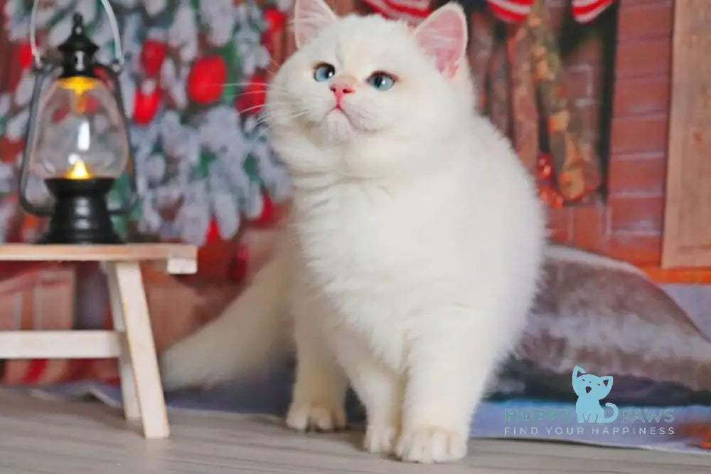 Simon British Shorthair male black golden chinchilla pointed live animals