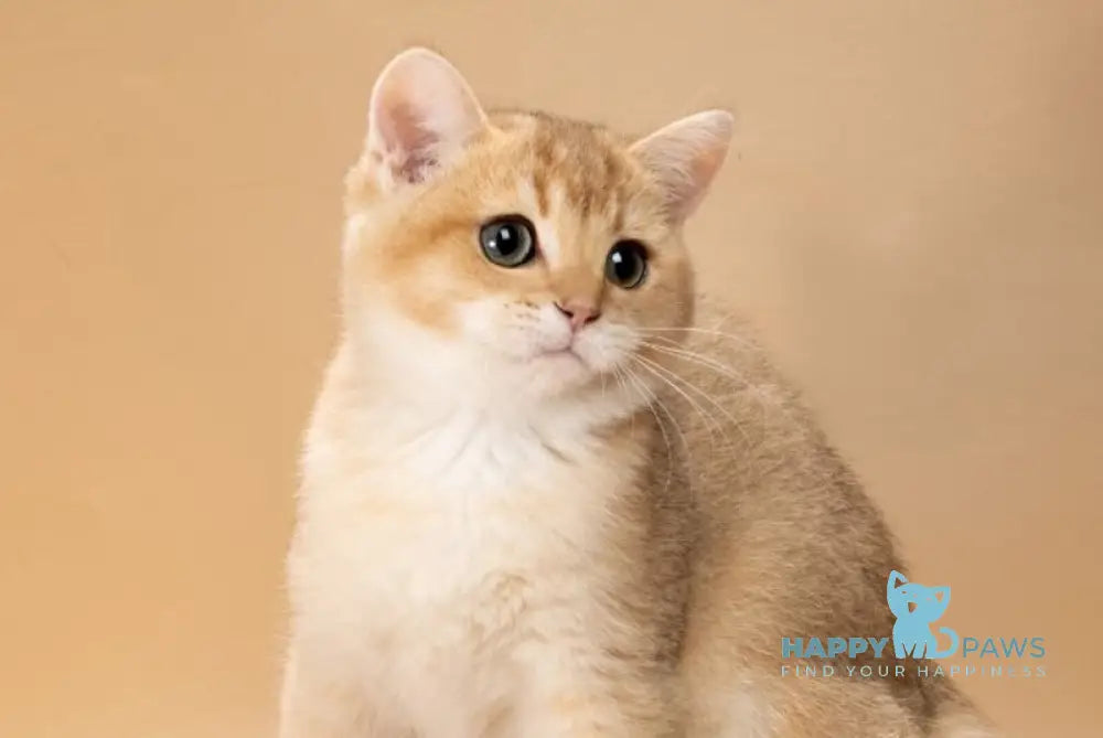 Simon British Shorthair male black golden shaded live animals