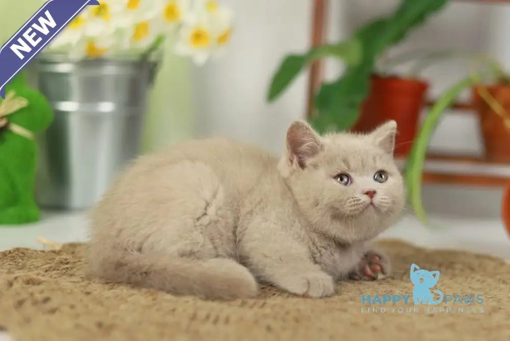 Simon British Shorthair male fawn live animals