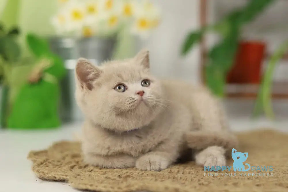 Simon British Shorthair male fawn live animals