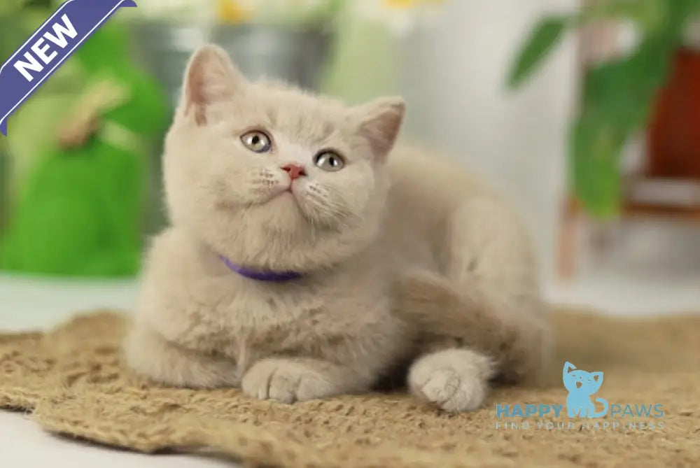 Simon British Shorthair male fawn live animals