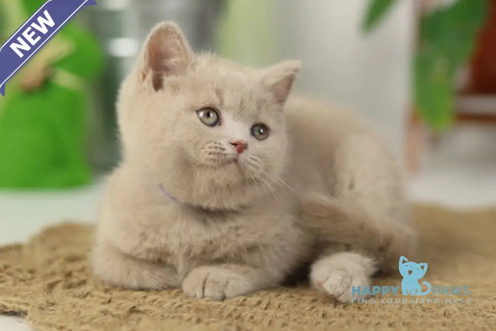 Simon British Shorthair male fawn live animals