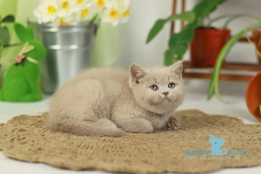 Simon British Shorthair male fawn live animals