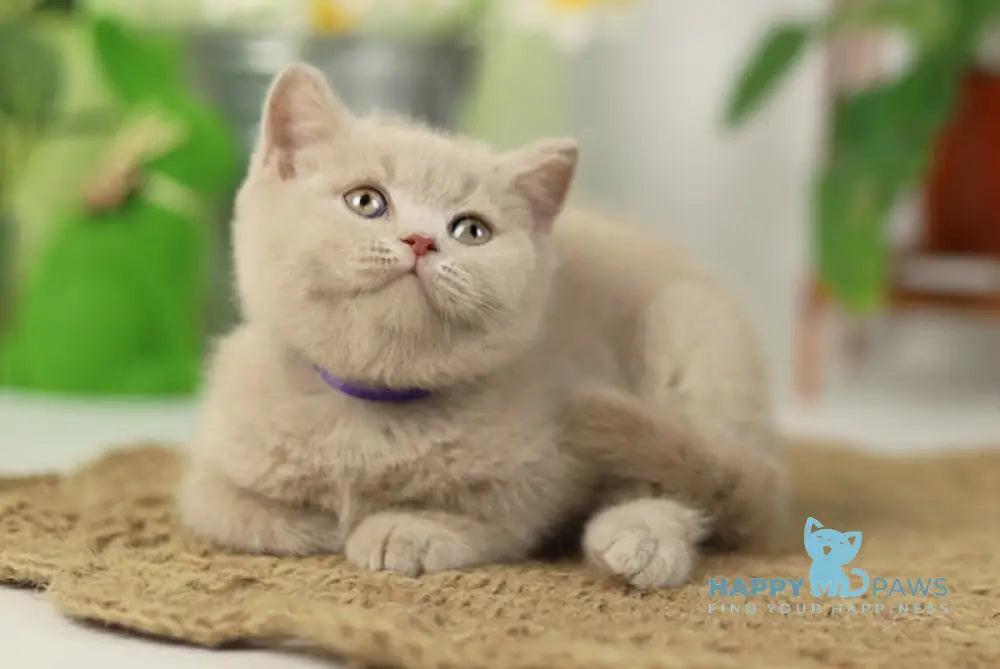 Simon British Shorthair male fawn live animals