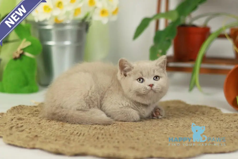 Simon British Shorthair male fawn live animals