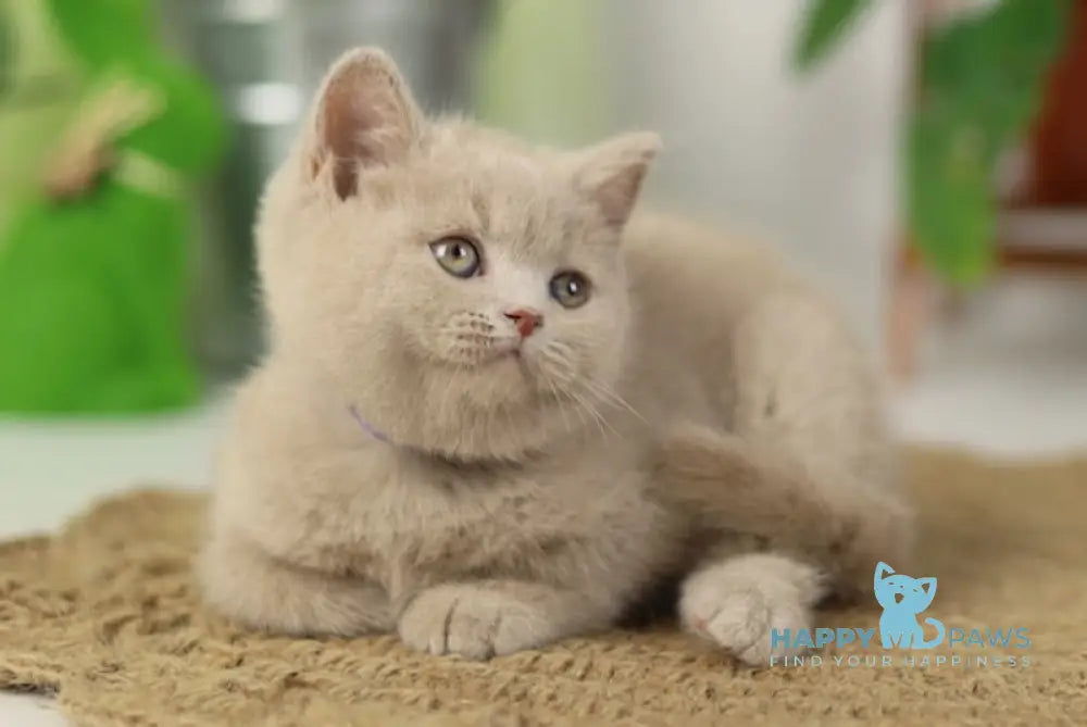 Simon British Shorthair male fawn live animals