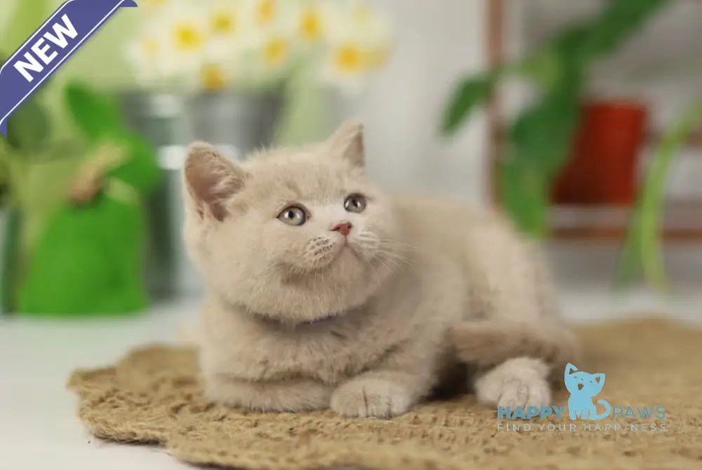 Simon British Shorthair male fawn live animals
