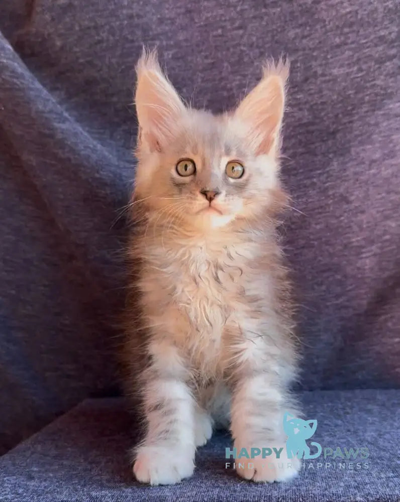Simon Maine Coon male black silver tabby live animals