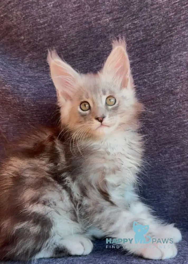 Simon Maine Coon male black silver tabby live animals
