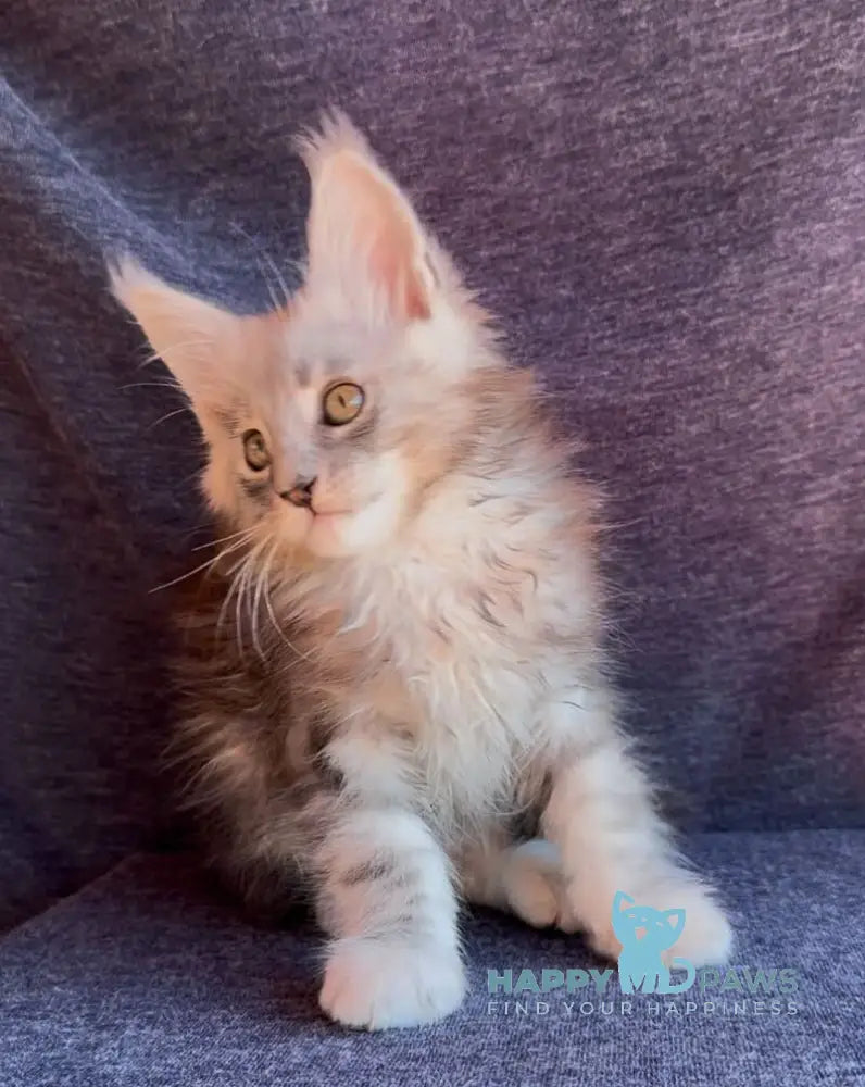 Simon Maine Coon male black silver tabby live animals