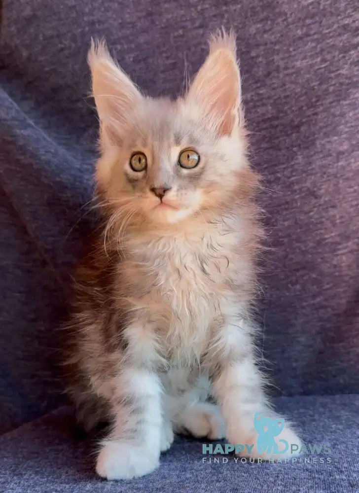 Simon Maine Coon male black silver tabby live animals