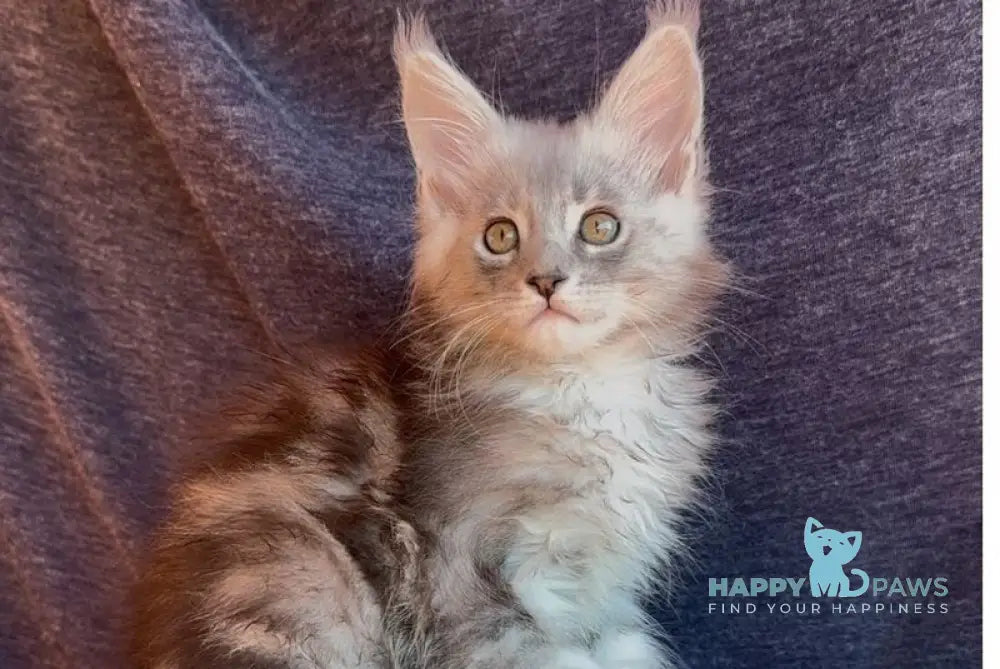 Simon Maine Coon male black silver tabby live animals