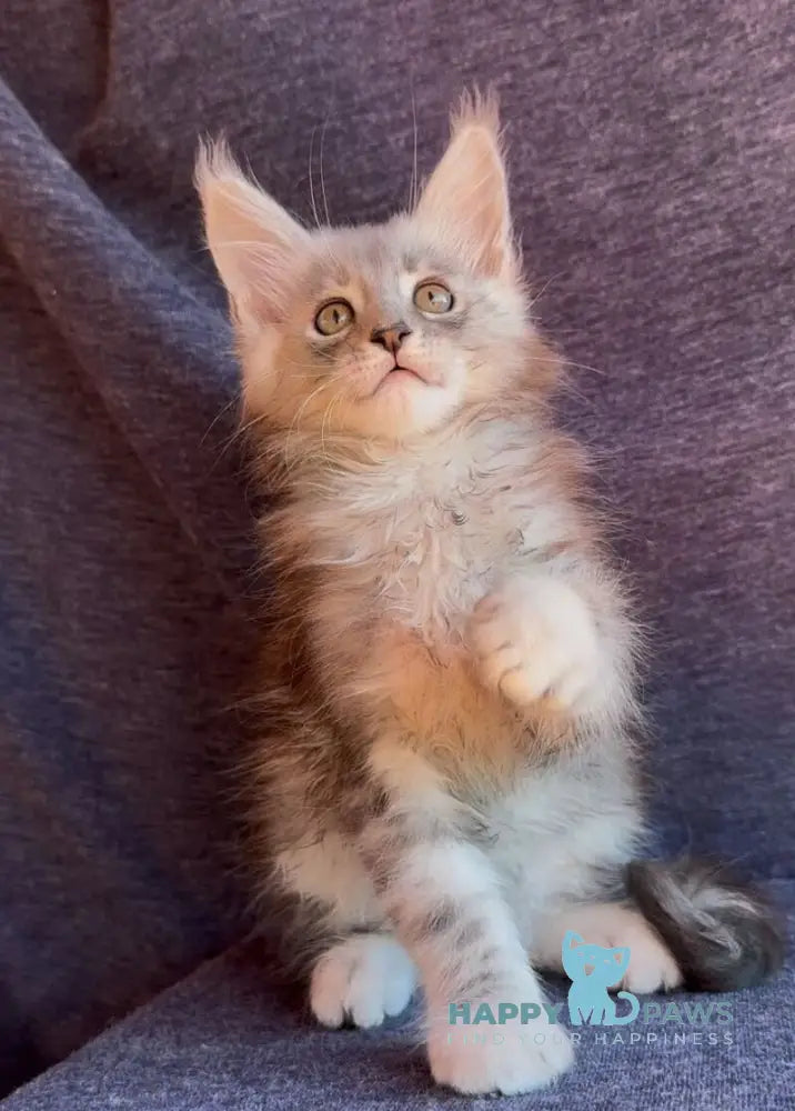 Simon Maine Coon male black silver tabby live animals